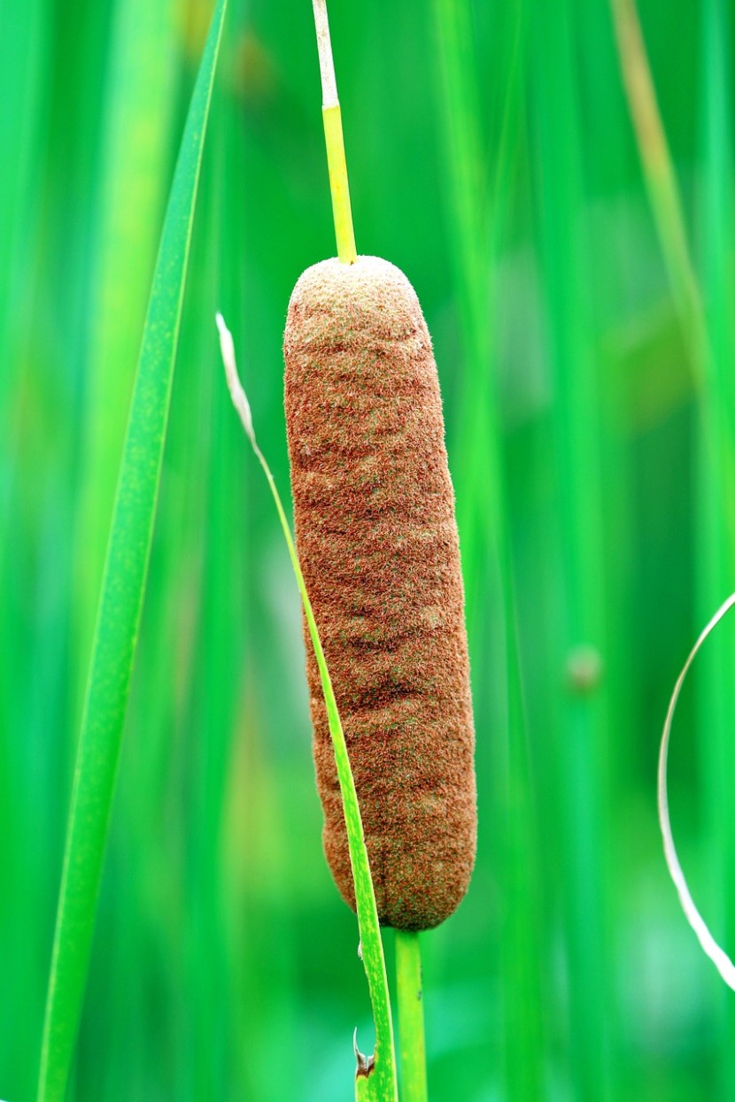 Reed mace